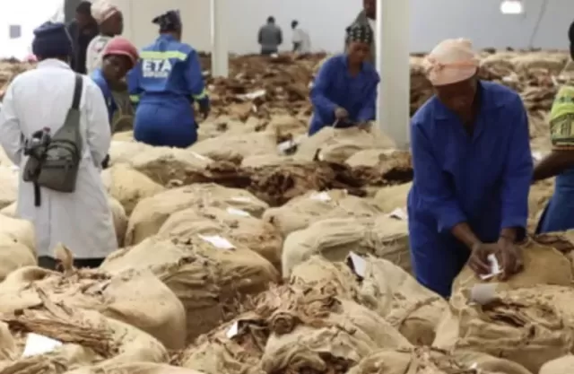 Tobacco Giant Accused of Hypocrisy Over African Lobbying